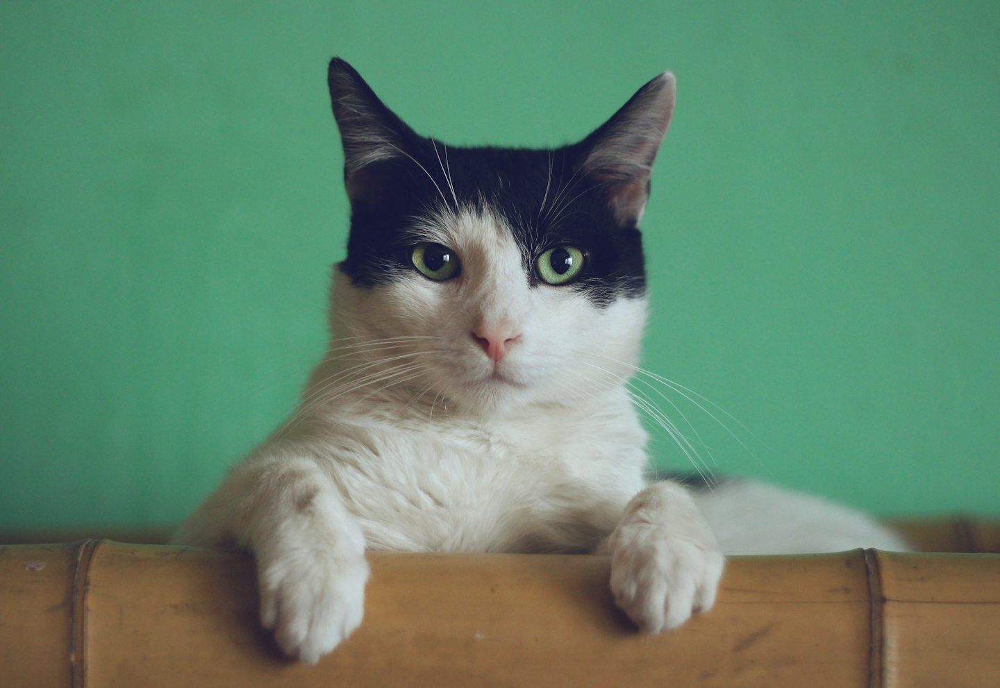 Gato deitado confortavelmente, olhando para a câmera