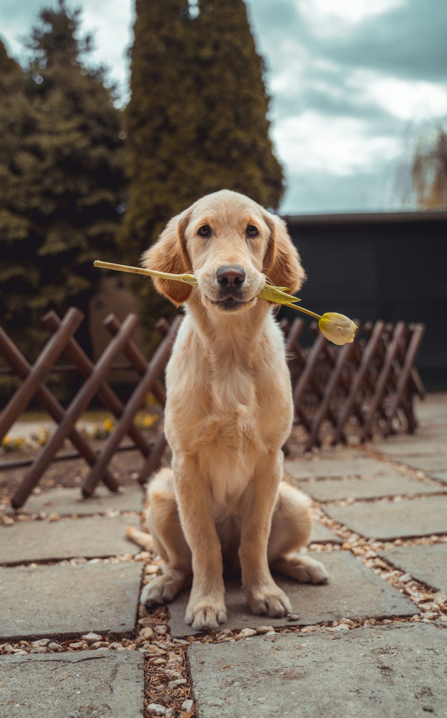 Cachorro golden retriever com expressão alegre